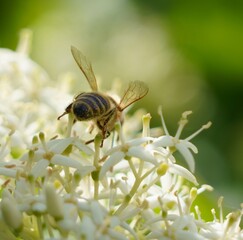 Poster - bee on a flower