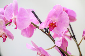 Sticker - Beautiful tropical orchid flower. isolated purple orchid flower. white background