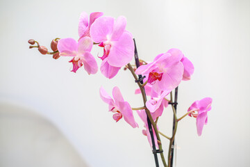 Poster - Beautiful tropical orchid flower. isolated purple orchid flower. white background. Space for text