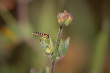 Canvas Print - Beautiful colorful fly