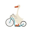 Illustration with goose on a bike.White Farm animal on a blue bicycle. Print with extreme sports for kids design, fabric, wallpapers, textile, nursing, paper, books, toys. Isolat