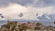 Antarktis Expeditionsteilnehmerbeobachten eine Pinguin Kolonie,  die raue Natur, Eis Gletscher und Felsformationen bei Half Moon Island  (Punta Pallero) auf den Süd-Shettland-Inseln vor der Antarktis 