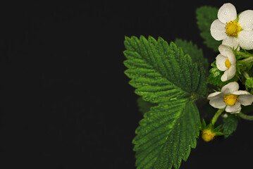 Wall Mural - Floral dark background with strawberry flowers and leaves