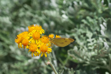 Wall Mural - Floral background with butterfly on yellow flowers