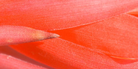 Wall Mural - red flower macro