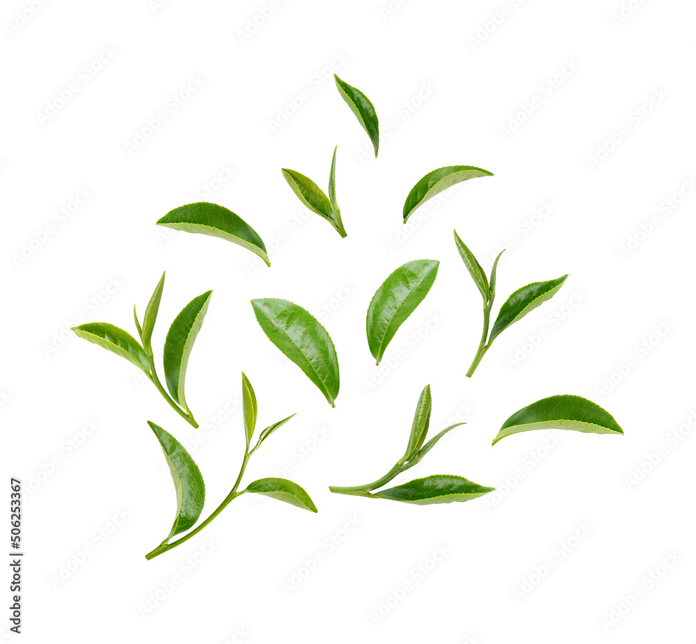 Green tea leaves isolated on white background Stock Photo | Adobe Stock