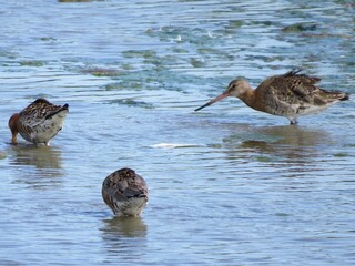 Wall Mural - Black tailed godwits large long legged long billed shorebirds in the water