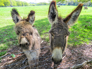 Wall Mural - cute fluffy donkeys with big ears looking over the fence