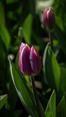 Wall Mural - a bright tulip. spring flower. floral background for the screensaver