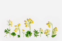 Spring Grass And Flowers Creative Flatlay, Botanical Background, Yellow, White Wild Flower And Green Grass, Nature Design Minimal Botanical Pattern, Top View Different Field Blooms, Copyspace