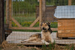 Kennel of northern sled dogs Alaskan husky. Sad lonely mongrel in aviary behind cage of shelter is lying and waiting for adoption. The concept of unnecessary abandoned animals.