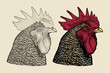 Rooster or cock head Vector illustration - Hand drawn