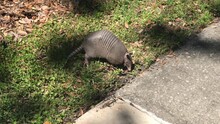 Armadillo Is Looking For Food In Grass	
