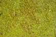 Texture of green small duckweed. Small green leaves float on the surface of the pond.