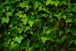 Green ivy leaves background. Nature green leaf background and textured, Leaves wall for backdrop.