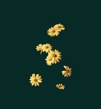 Floating Yellow African Daisy Flowers On Dark Green Background