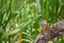 Common Squirrel Monkey In The Peruvian Amazon - Saimiri Sciureus