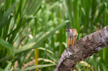 Common Squirrel Monkey In The Peruvian Amazon - Saimiri Sciureus