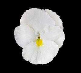 Wall Mural - White flower isolated on black background. Pansies