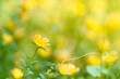 Closeup of yellow flower under sunlight with copy space using as background natural plants landscape, ecology wallpaper cover page concept.