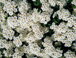 © shchus - Flowering spirea bush in the botanical garden close-up. Natural background of white blooming flowers and green leaves.