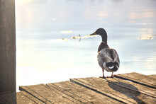Mallards On A Pier By The Shore Of A Lake