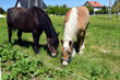 Dwa pasące się konie o różnych kolorach. Czarna zatoka i włosy Palomino pasące się na zielonej trawie.