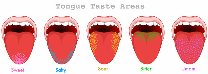 Taste areas. Human tongue map anatomy. Papillae receptors, point grainy zones diagram. Bitter, umami, sweet, sour, salty. Colorful, red, yellow, green, blue, purple fields. illustration draw vector