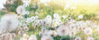 Meadow of dandelions with selective focus in the rays of the spring sun, close-up, background, banner with space for text