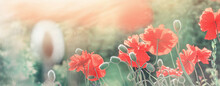 Springtime Background With Blooming Garden Poppies Closeup. Horizontal Banner With Copy Space For Text
