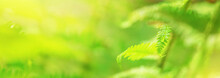 Green Fern Leaf With Dew In The Morning Spring Forest, Selective Focus. Horizontal Blurred Banner With Copy Space For Text