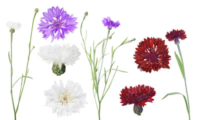 Wall Mural - three colors cornflowers group on white