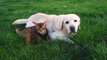 Pet Friends Labrador Retriever Dog Together With Abyssinian Cat On Green Grass