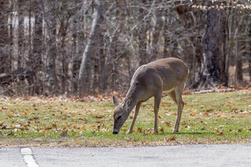 Fototapete - The white-tailed deer (Odocoileus virginianus), also known as the whitetail or Virginia deer in the spring. The city park in Wisconsin.