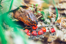 Three-toad Box Turtle Eating Service Berries