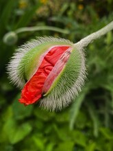 Bursting Bud Of Poppy, New Life. Red Petals Coming Out Of Green Bud, Macro. Closeup Of Opening Poppy Bud.