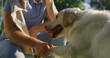© stockbusters - Closeup adorable dog put paw in owner hand. Man shaking grip sitting in park