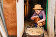 a little girl holds and strokes a red hen near a nest of eggs. laying hen.
