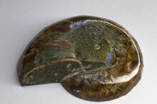 Opalized Ammonite, Ammolite On White Background Surface, Very Close Up Surface