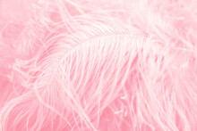 Closeup Of Big Fluffy Pink Feather. Romantic Pastel Background