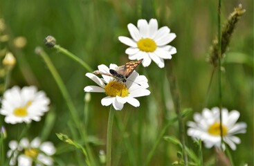 Canvas Print - bee on camomile