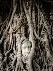 Wall Mural - Buddha head in banyan tree roots at Wat Mahathat temple in Ayutthaya, Thailand.