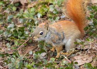 Wall Mural - A red squirrel searches the forest floor looking for seeds and nuts that it stored in the fall. 