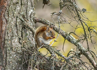 Wall Mural - A red squirrel sitting on a tree branch feeding on a pinecone seed 