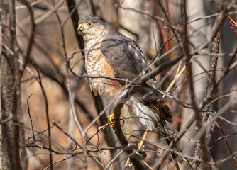 Wall Mural - A sharp-shinned hawk perched on a tree branch 
