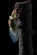 Cicada Rests Just Moments After Molting Its Old Exoskeleton