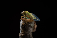 North American Cicada (Magicicada) Molting And Emerging From Its Exoskeleton.