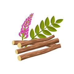 Wall Mural - Vector illustration of licorice root, scientific name Glycyrrhiza glabra, with flowers, leaves and dried roots, isolated on a white background.