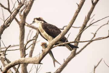 osprey