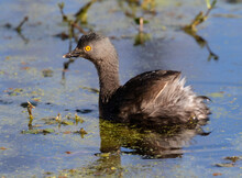 The Least Grebe (Tachybaptus Dominicus)  In Texas During Spring Migration